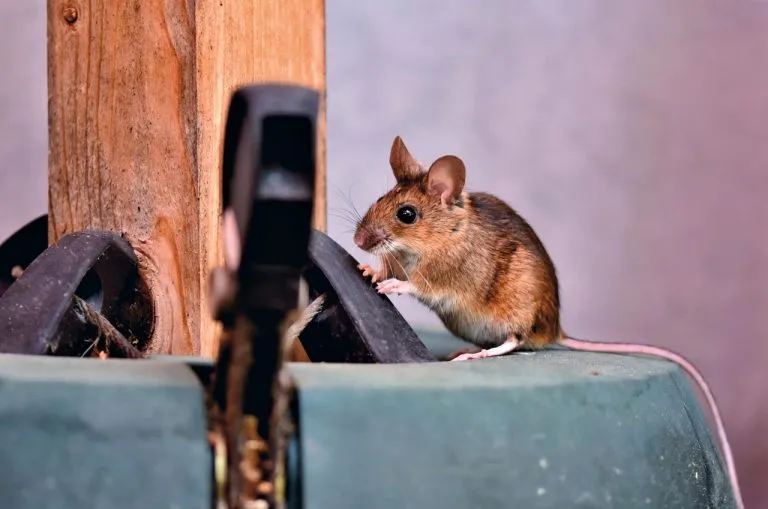 Rodent Proofing Services in San Jose
