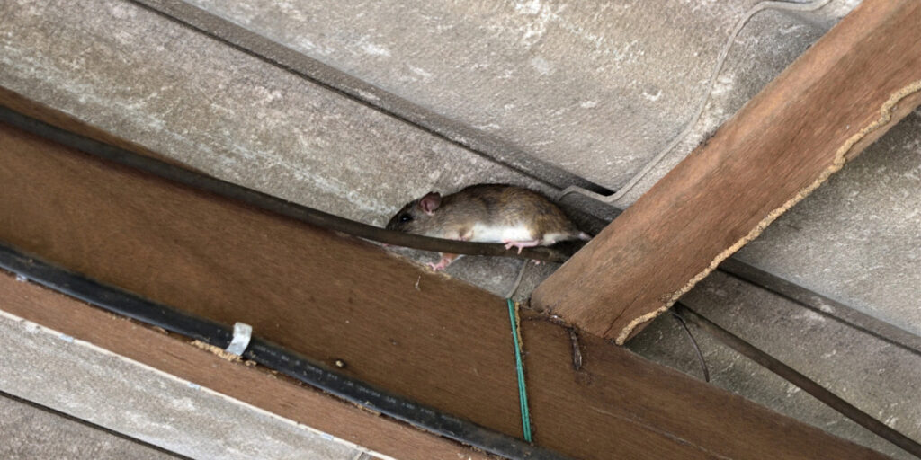 Rodent Proofing 101: Why Entry Points in Attics and Crawlspaces Matter
